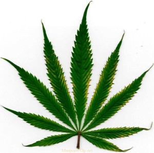 marijuana_leaf